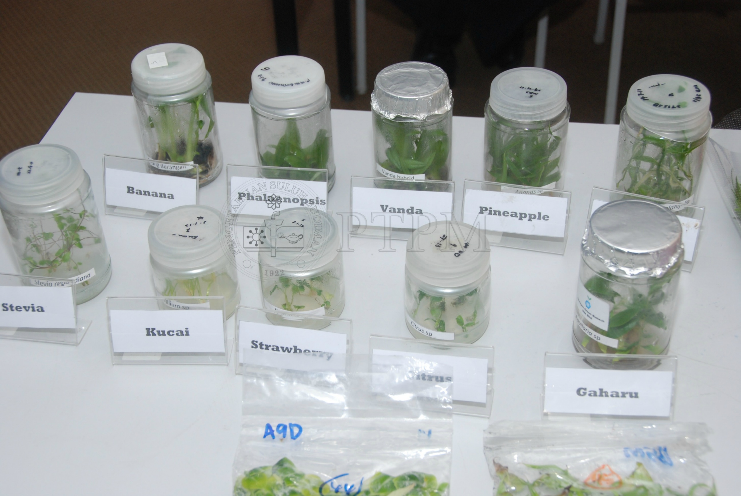 PTPM 12 3 PLANT   DSC 5434